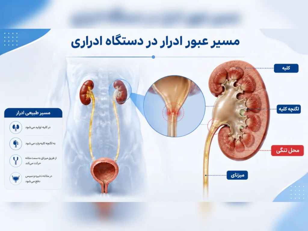 مسیر عبور ادرار در دستگاه ادراری